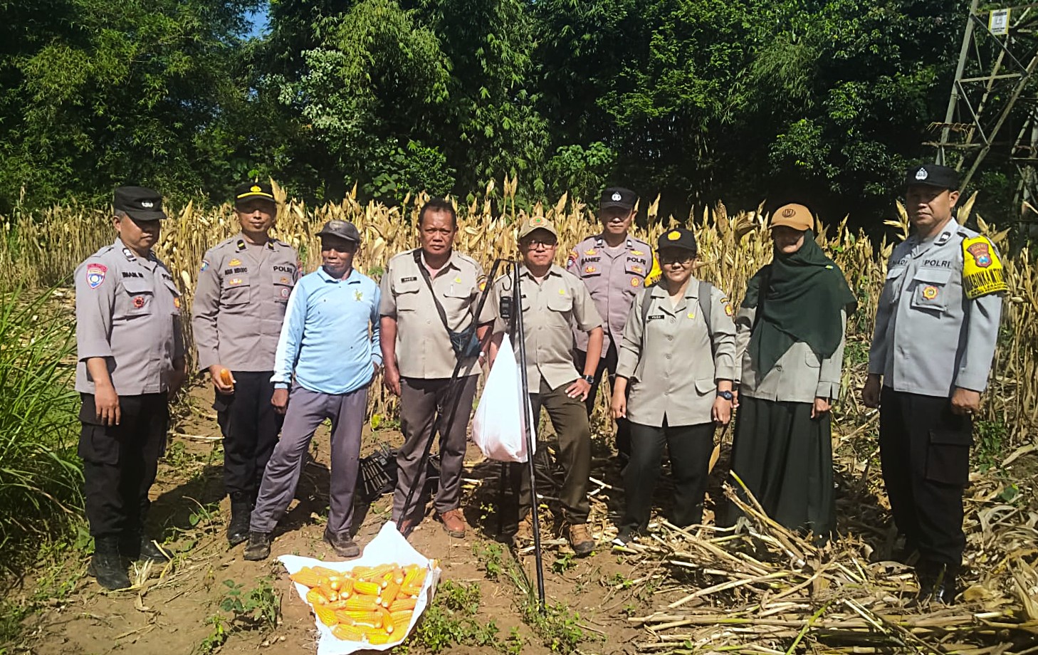 Panen Jagung Kwartal II, Polresta Malang Kota Perkuat Ketahanan Pangan Nasional Bersama Petani Kedungkandang