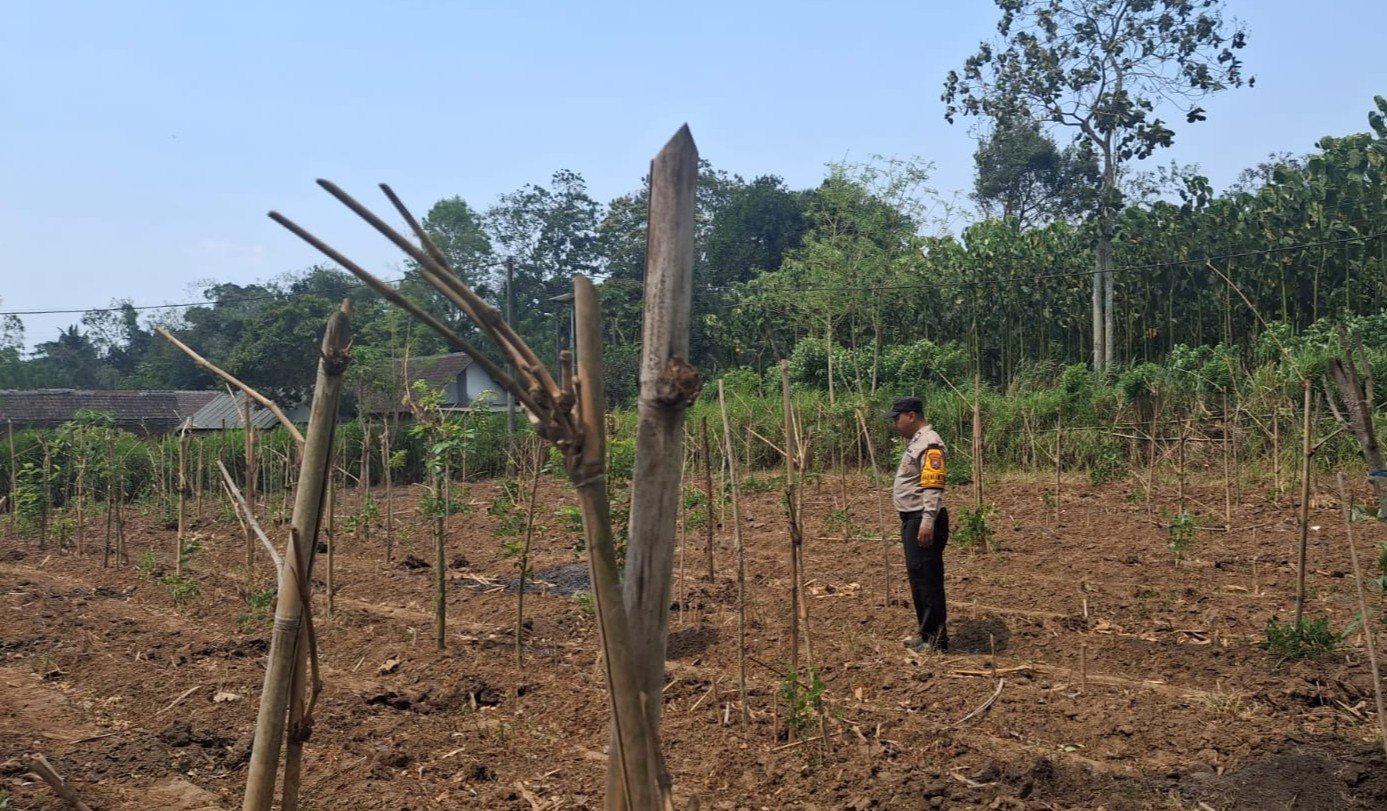 Pak Bhabin Terus Dampingi Petangi Jagung, Dukung Program Ketahanan Pangan Nasional Hingga Tingkat Warga
