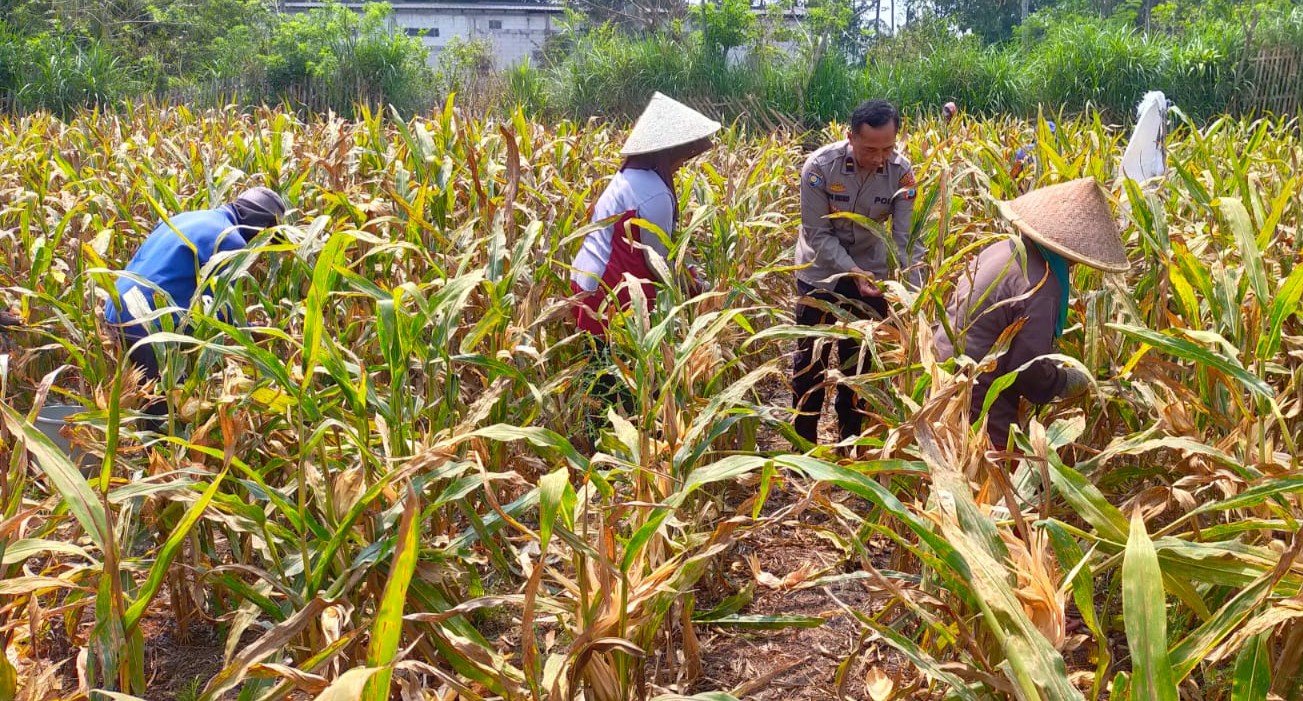 Polresta Malang Kota Terus Perkuat Dukungan Ketahanan Pangan Nasional Melalui Pendampingan Petani Jagung