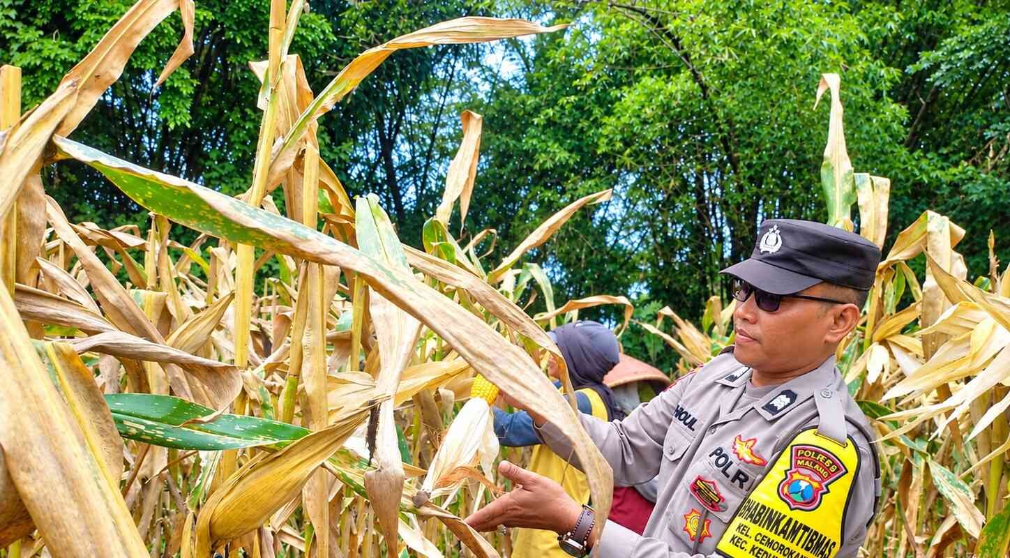 Konsisten Dukung Ketahanan Pangan, Bhabinkamtibmas Aiptu Kholil Dampingi Panen 1,2 Ton Jagung